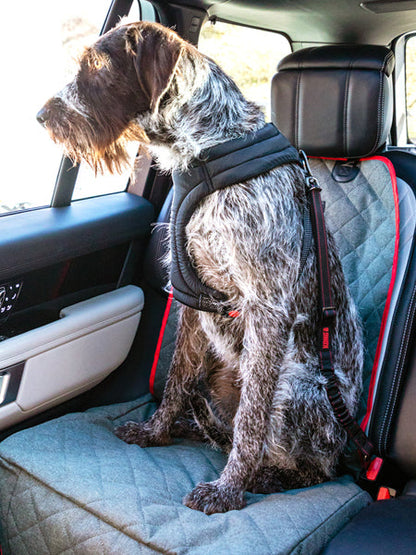 Ceinture de sécurité pour chien - Kong