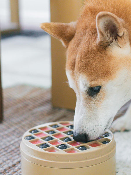 Gamelle d'enrichissement pour chien - Bento 3-en-1 - Dunes - Lambwolf