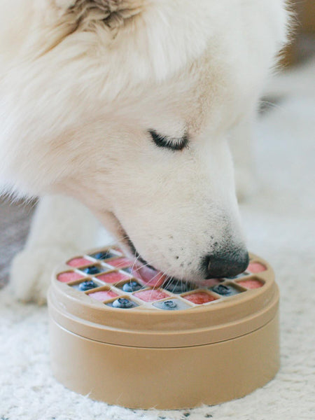 Gamelle d'enrichissement pour chien - Bento 3-en-1 - Dunes - Lambwolf