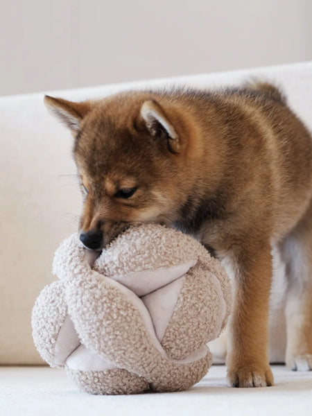 Jouet interactif pour chien