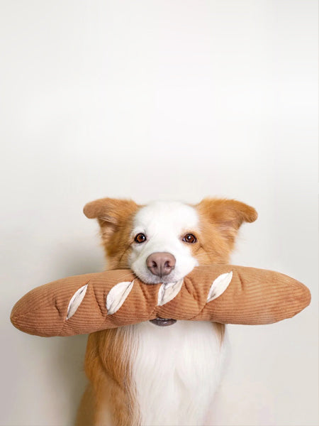 Jouet interactif pour chien