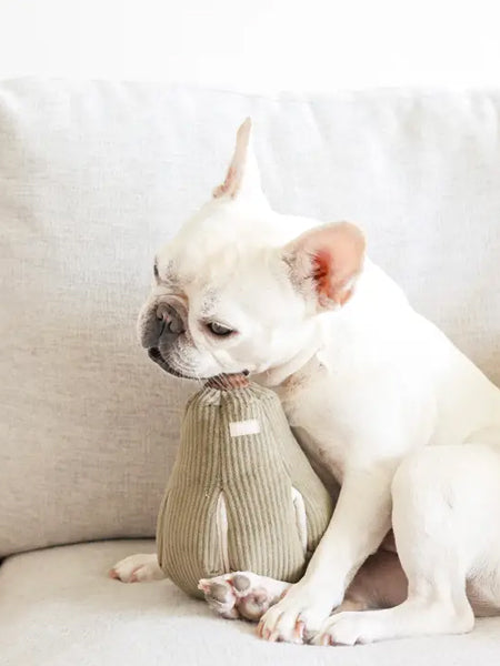 Jouet interactif pour chien -  Butternut Nosework