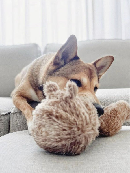 Balle pour chien