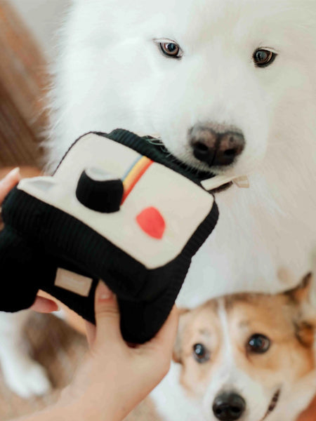 Jeu d'occupation pour chien - Photo instantané - Lambwolf Collective