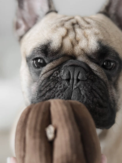 Jeu de fouille interactif pour chien - Cannelé
