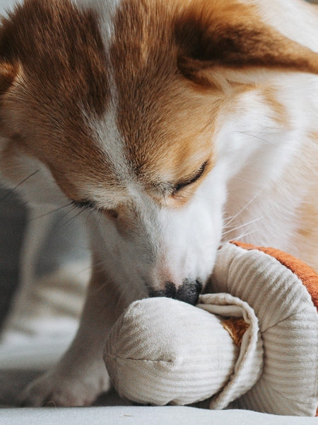 Jeu d'occupation pour chien - Shroom - Lambwolf Collective