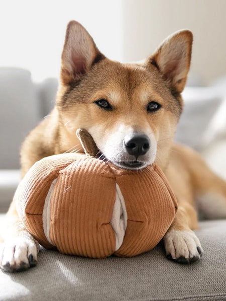 Jouet interactif pour chien -  Cinderella Nosework