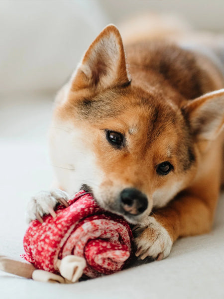 Jeu d'occupation pour chien - Sucette 🍭 - Lambwolf Collective