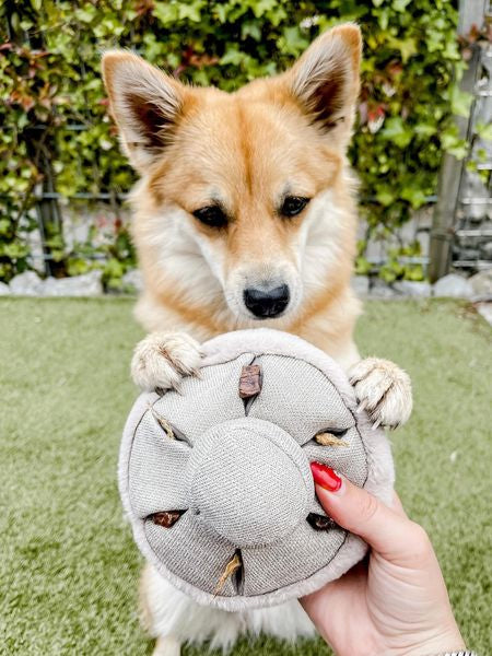 Jouet interactif pour chien - Mushroom Nosework