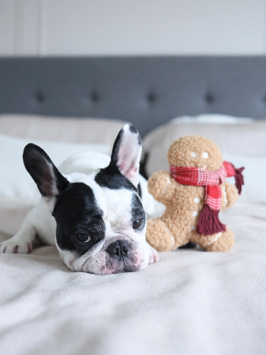Jouet en peluche pour chien