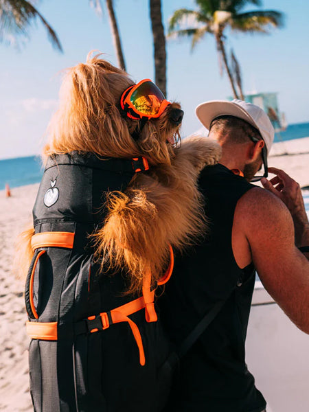 Little Chonk - Sac de transport pour chien - Brodie One