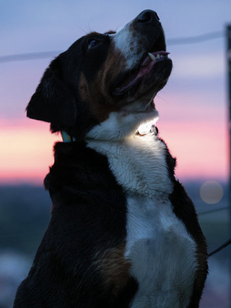 Lumière haute visibilité pour chien - Max & Molly - Sangle Rose