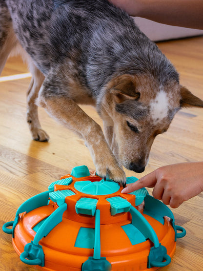 Jouet interactif pour chien