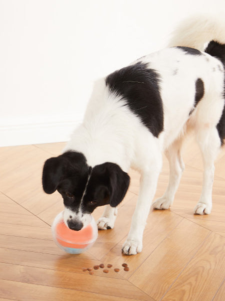 Jouet interactif pour chien - Dog Rumble Puzzle - Niveau 1