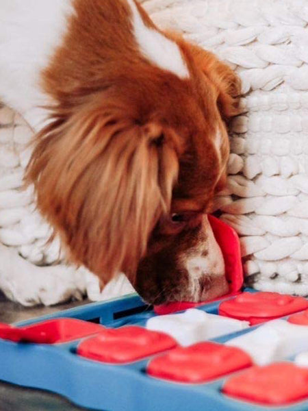 Jouet interactif / puzzle pour chien - Dog Brick - Niveau 2