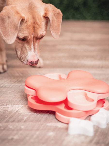 Jeu de réflexion pour chiot