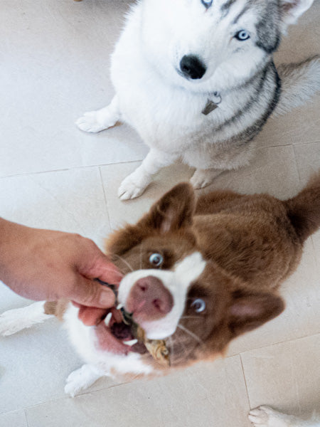 Poisson séché pour chien