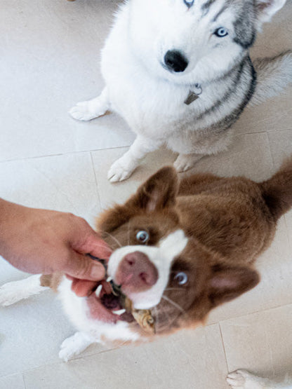 Poisson séché pour chien