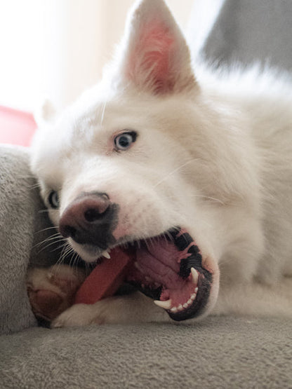Bâtons de Fromage de Yak à mâcher à la fraise pour chien