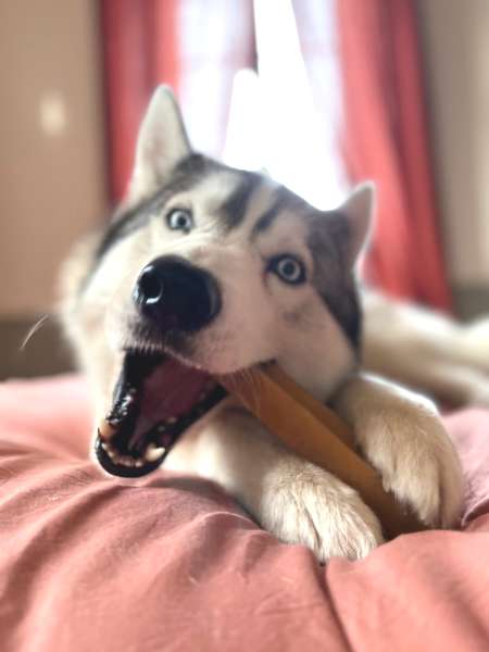 Fromage de Yak à mâcher pour chien - 1 bâton taille XL
