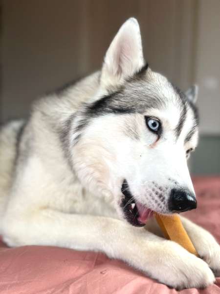 Fromage de Yak à mâcher pour chien - 1 bâton taille L
