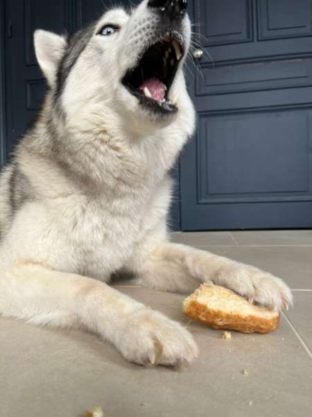 Barres de Fromage de Yak soufflé pour chien
