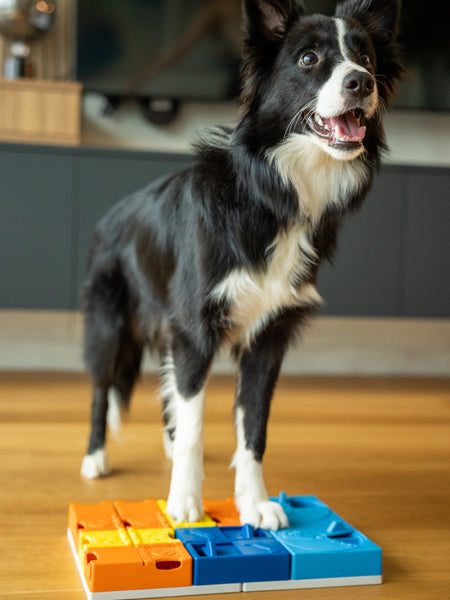 Jouet d’occupation pour chien – Kit Intermédiaire Rainbow (8 modules) - Pawzler