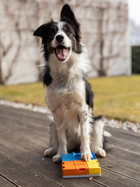 Jouet d’occupation pour chien – Kit Intermédiaire Rainbow (8 modules) - Pawzler