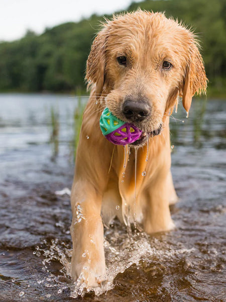Balle pour chien