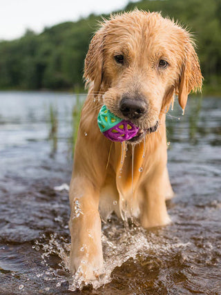 Balle pour chien go-go astro ball - nebula - Jouet 2 en 1 : couche flottante + balle couineuse, Balle de tennis intégrée qui couine