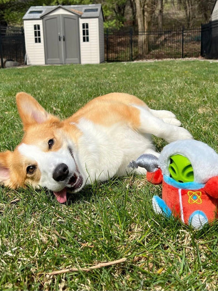 Peluche 2-en-1 pour chien