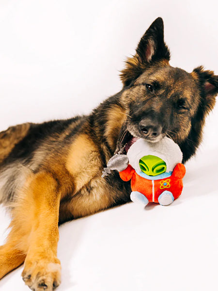 Peluche 2-en-1 pour chien