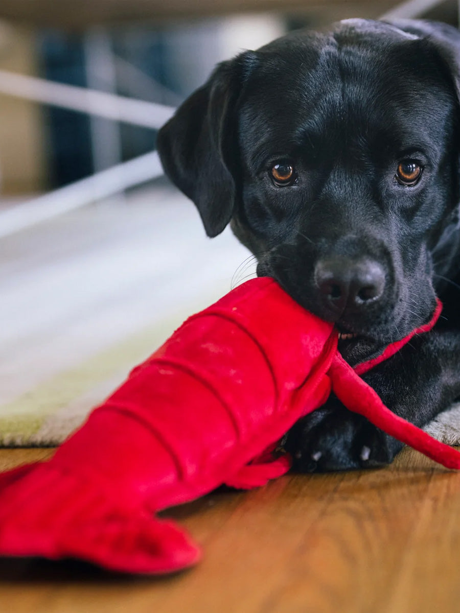 Peluche pour chien