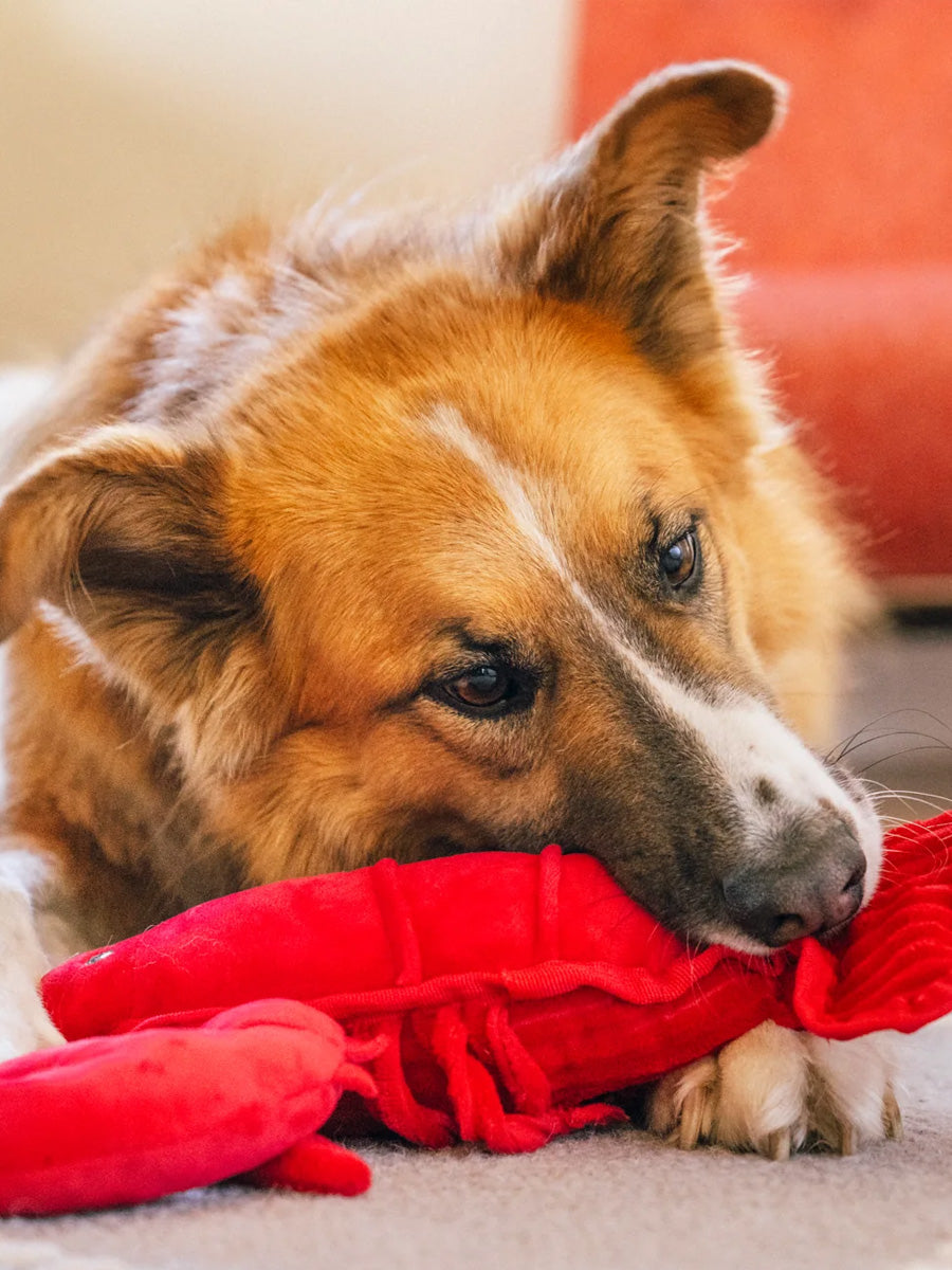 Peluche pour chien