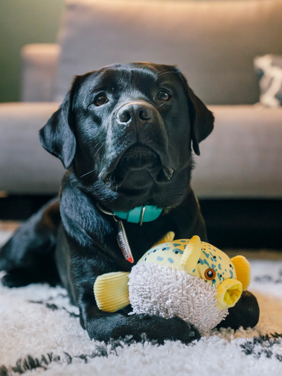Peluche pour chien - Ocean Buddies Poisson-Globe 🐡 - Pet PLAY