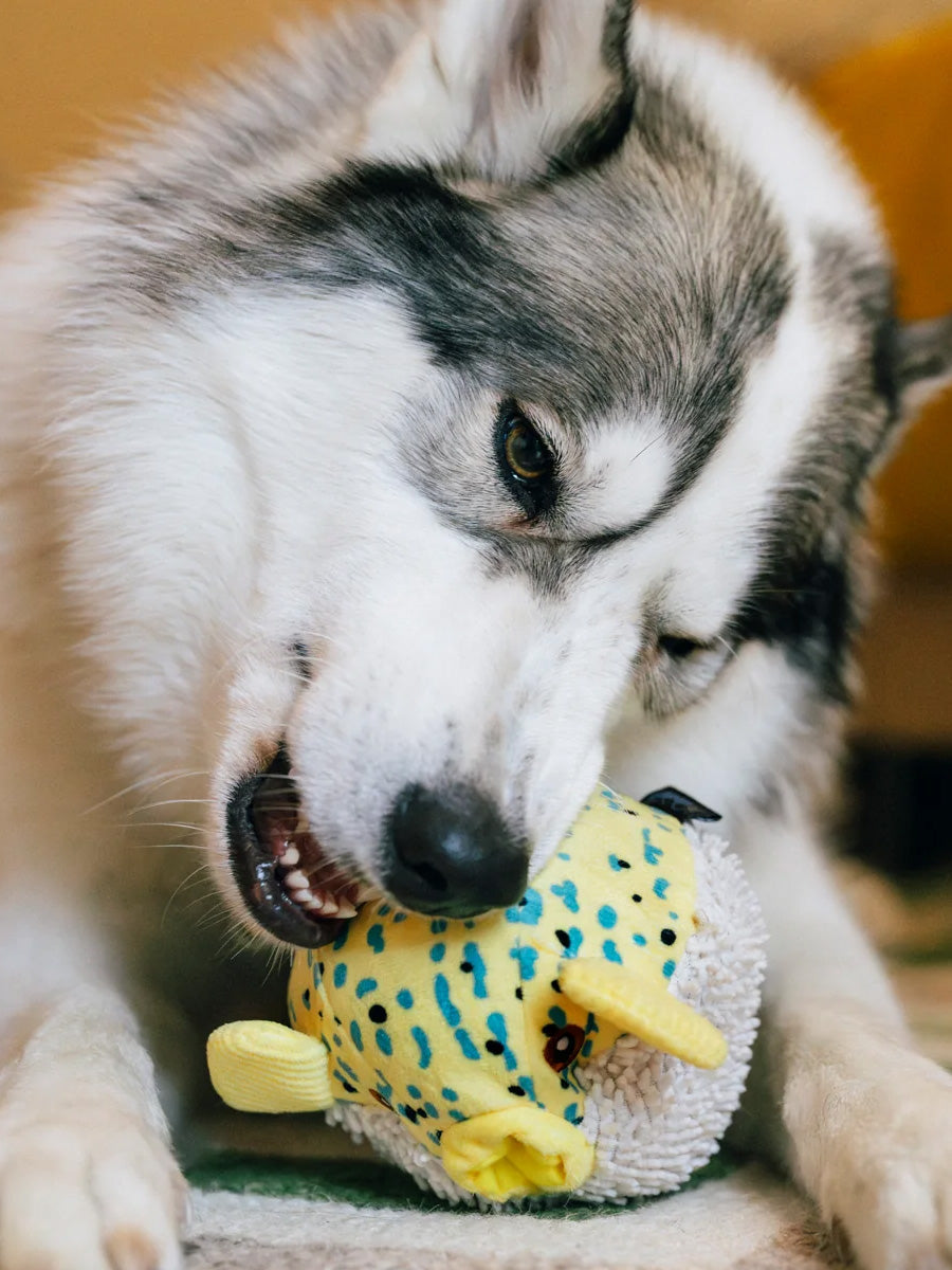 Peluche pour chien - Ocean Buddies Poisson-Globe 🐡 - Pet PLAY