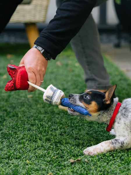 Jouet en peluche pour chien