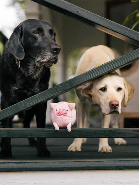 Jouet en peluche pour chien
