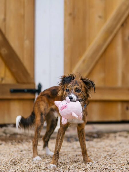 Jouet en peluche pour chien