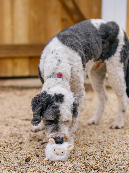Jouet en peluche pour chien