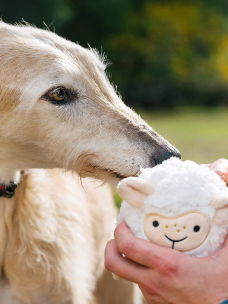 Jouet en peluche pour chien