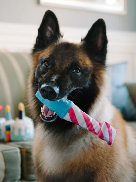 Jouet en peluche pour chien