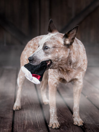 Jouet en peluche pour chien - Howling Haunts - Dents de Dracula 🧛 - Pet PLAY