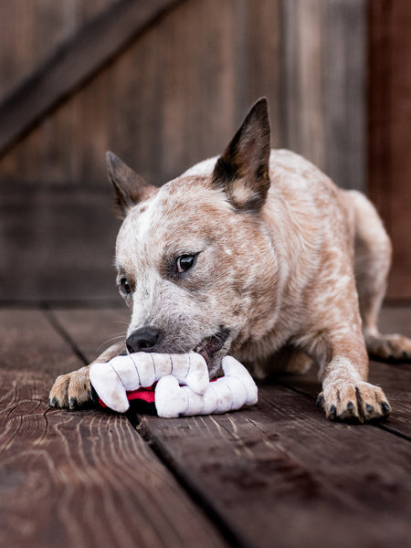 Jouet en peluche pour chien - Howling Haunts - Dents de Dracula 🧛 - Pet PLAY