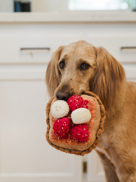 Jouet en peluche pour chien