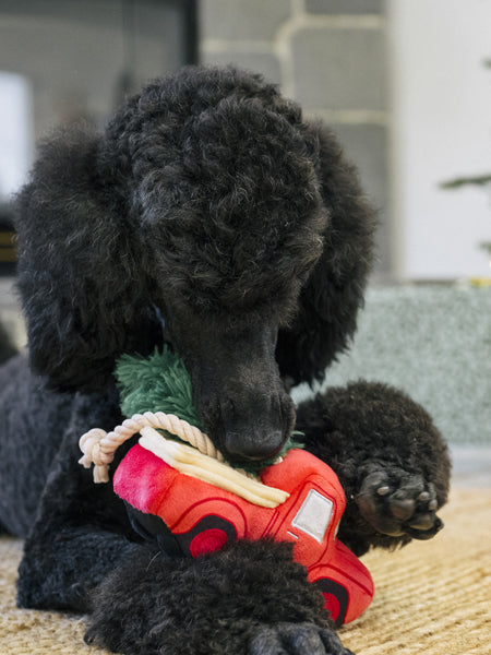 Jouet en peluche pour chien