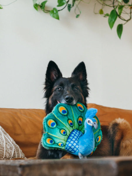 Jouet en peluche pour chien