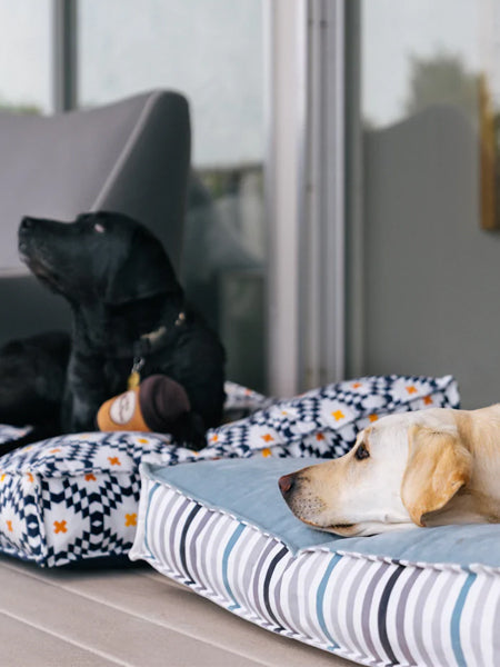 Peluche pour chien
