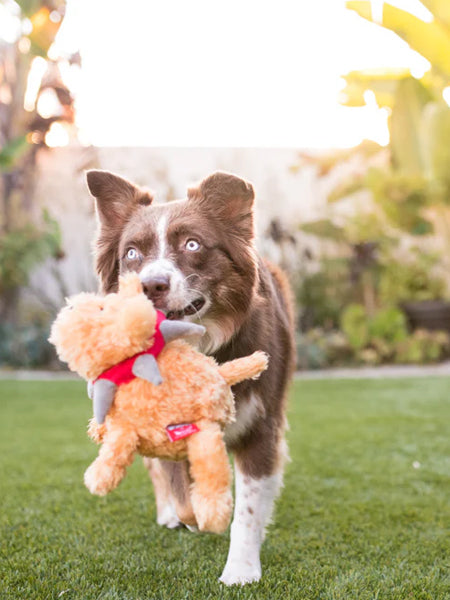 Jouet en peluche pour chien