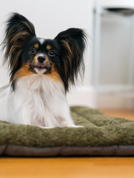 Couchage pour chien - Chill Pad Canyon Sauge - Pet PLAY